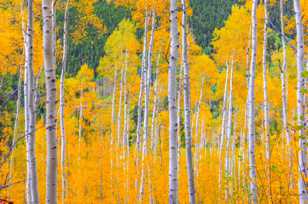 Aspen forest 2-1767 Aspen forest 2-1767